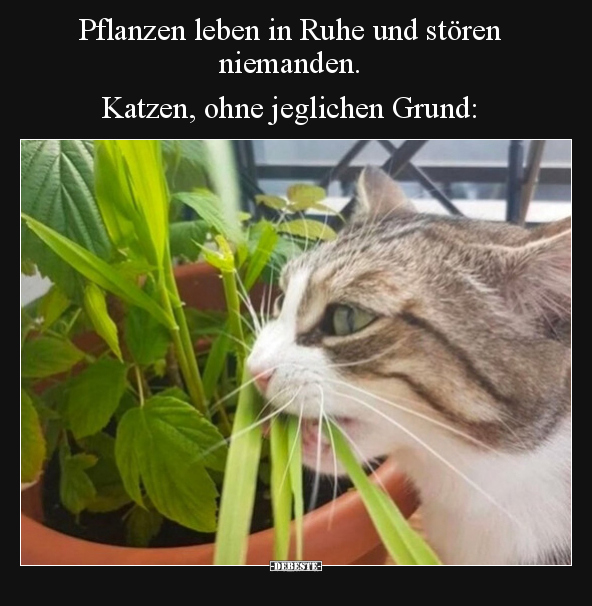 Pflanzen leben in Ruhe und stören niemanden. Katzen, ohne.. - Lustige Bilder | DEBESTE.de