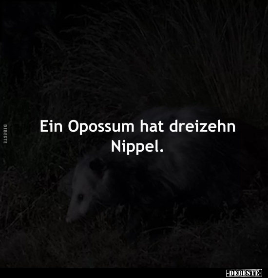 Ein Opossum hat dreizehn Nippel... - Lustige Bilder | DEBESTE.de