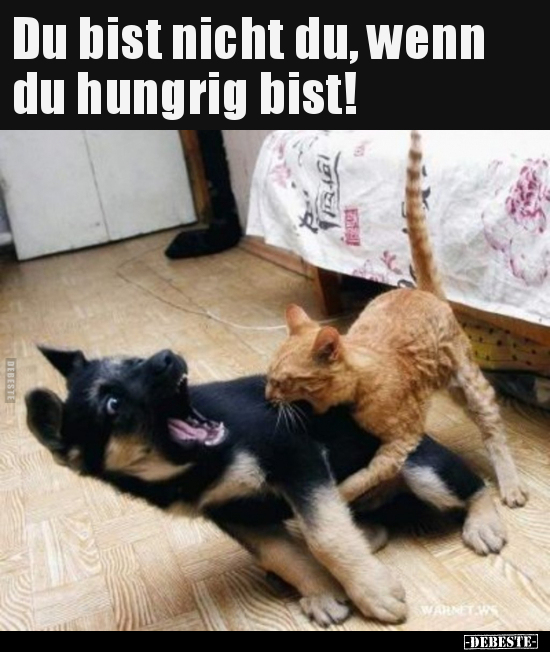 Du bist nicht du, wenn du hungrig bist!.. - Lustige Bilder | DEBESTE.de