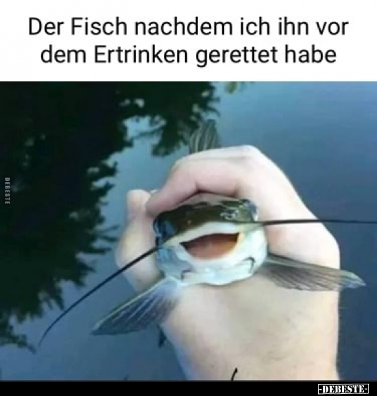 Der Fisch nachdem ich ihn vor dem Ertrinken gerettet.. - Lustige Bilder | DEBESTE.de