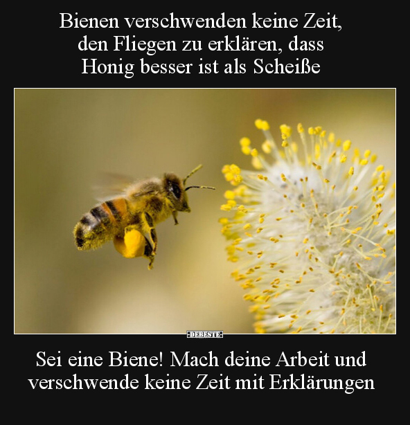 Bienen verschwenden keine Zeit, den Fliegen zu erklären.. - Lustige Bilder | DEBESTE.de