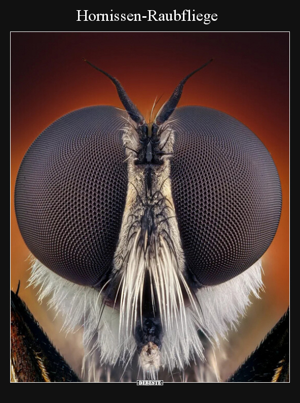 Hornissen-Raubfliege