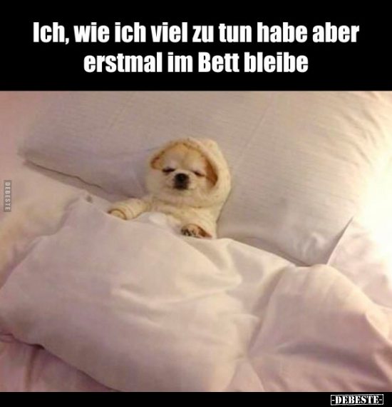 Ich, wie ich viel zu tun habe aber erstmal im Bett.. - Lustige Bilder | DEBESTE.de