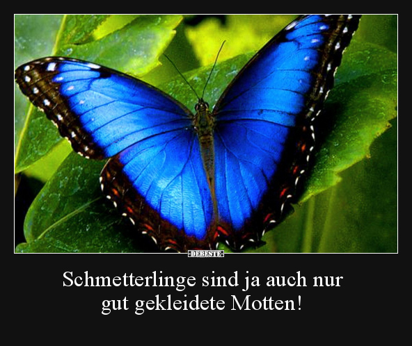 Schmetterlinge sind ja auch nur gut gekleidete Motten!.. - Lustige Bilder | DEBESTE.de