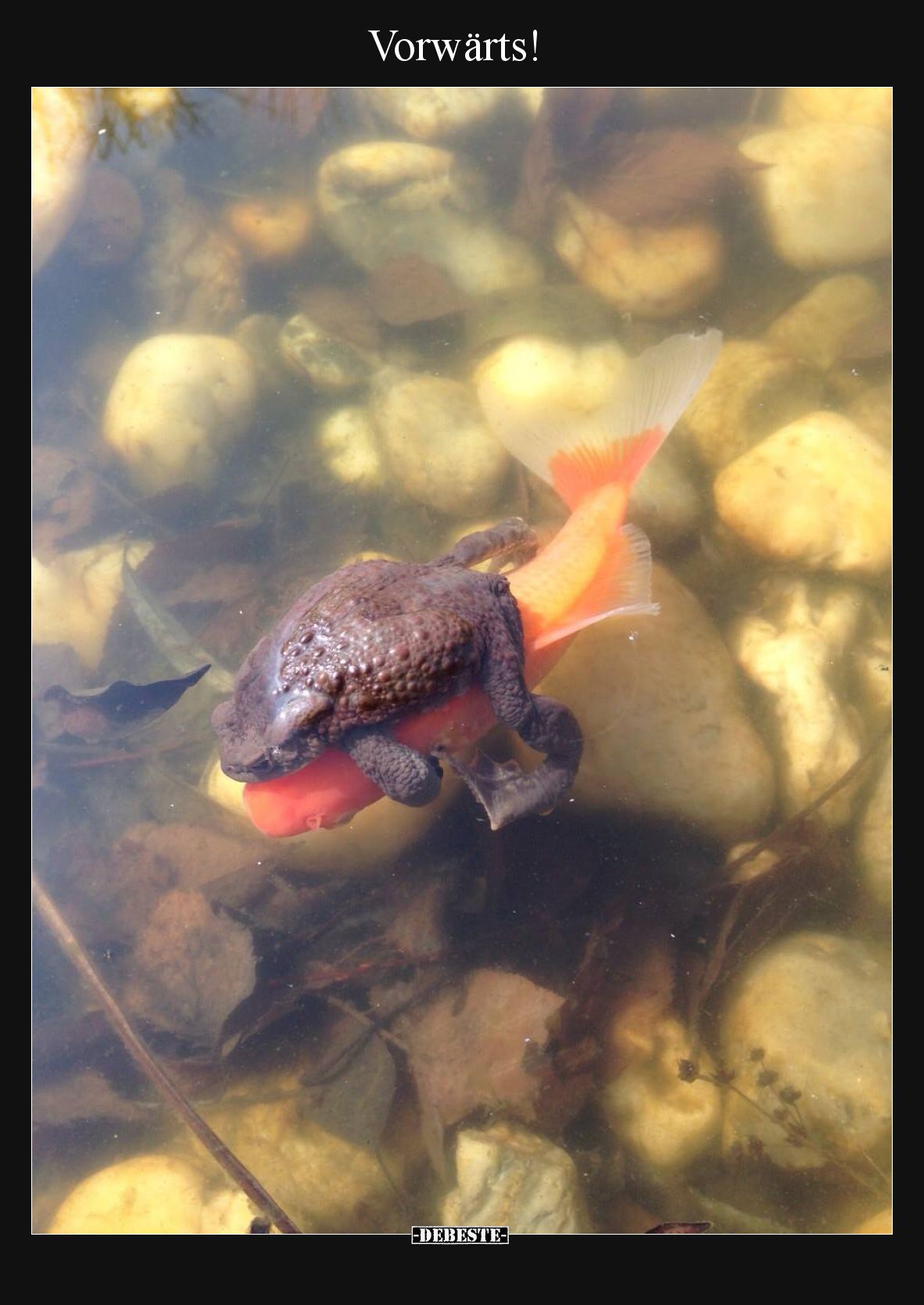 Vorwärts!