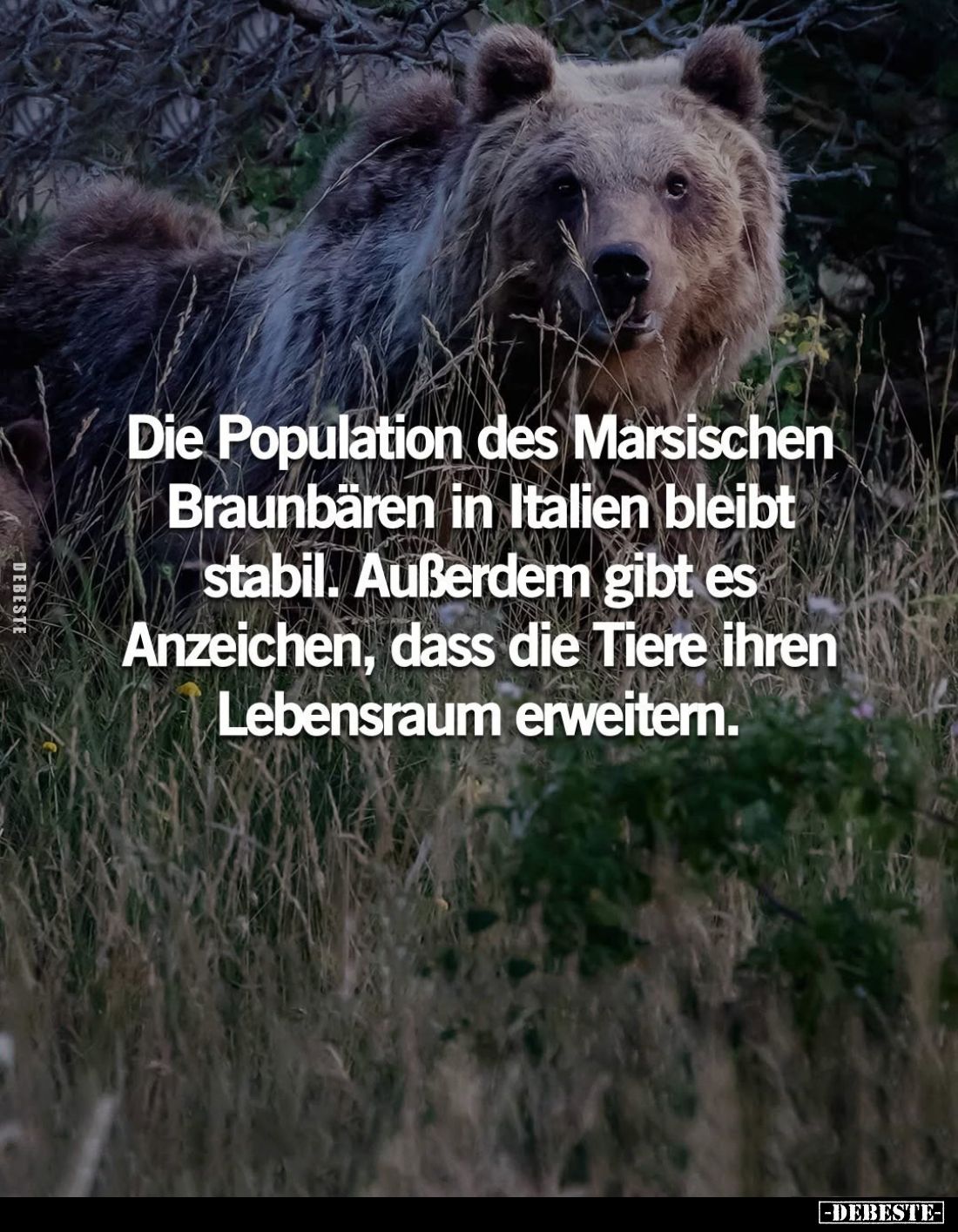 Die Population des Marsischen Braunbären in Italien bleibt stabil. Außerdem gibt es Anzeichen, dass die Tiere ihren Lebensrau...