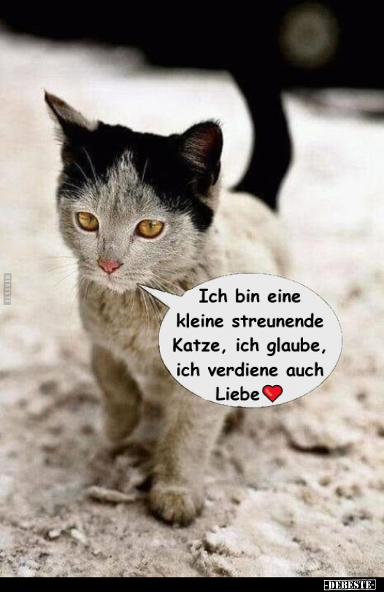 Ich bin eine kleine streuenende Katze, ich glaube, ich.. - Lustige Bilder | DEBESTE.de