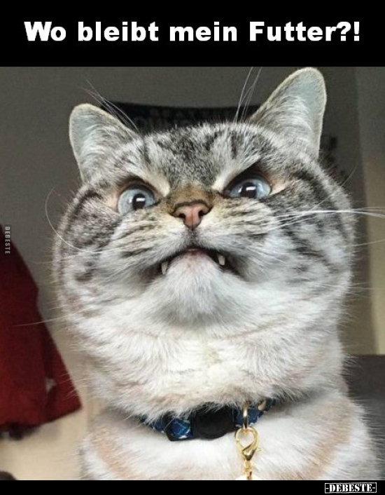 Wo bleibt mein Futter?!