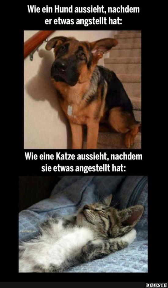 Wie ein Hund aussiecht, nachdem er etwas..