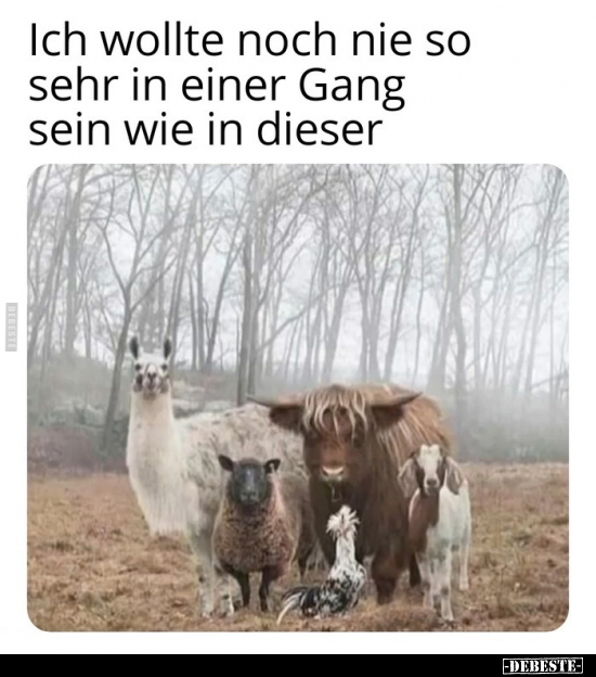 Ich wollte noch nie so sehr in einer Gang sein wie in..