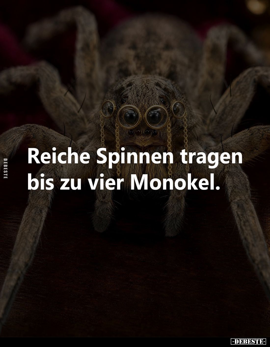 Reiche Spinnen tragen bis zu vier Monokel... - Lustige Bilder | DEBESTE.de