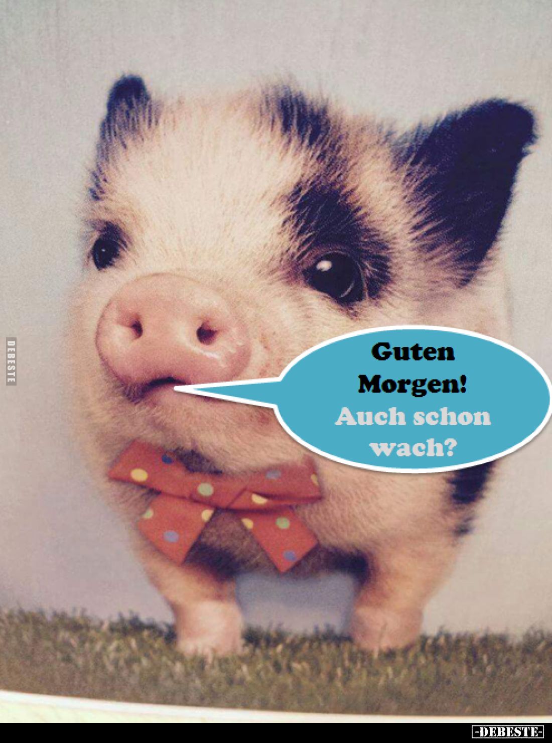 Guten Morgen!
Auch schon wach?
