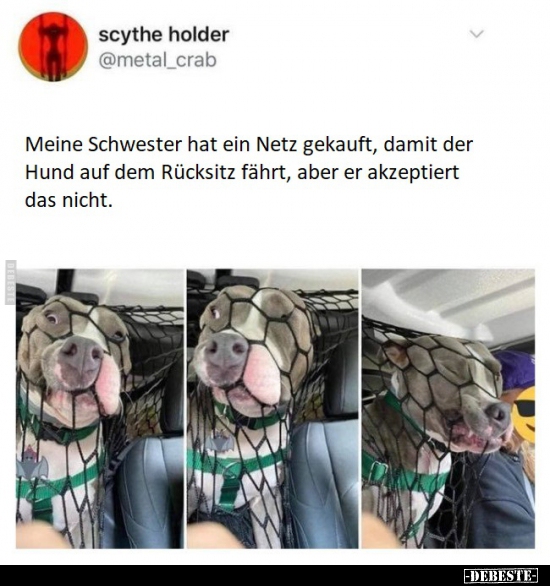 Meine Schwester hat ein Netz gekauft, damit der Hund auf.. - Lustige Bilder | DEBESTE.de