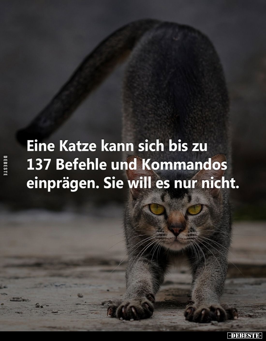 Eine Katze kann sich bis zu 137 Befehle und Kommandos einprägen. Sie will es nur nicht.