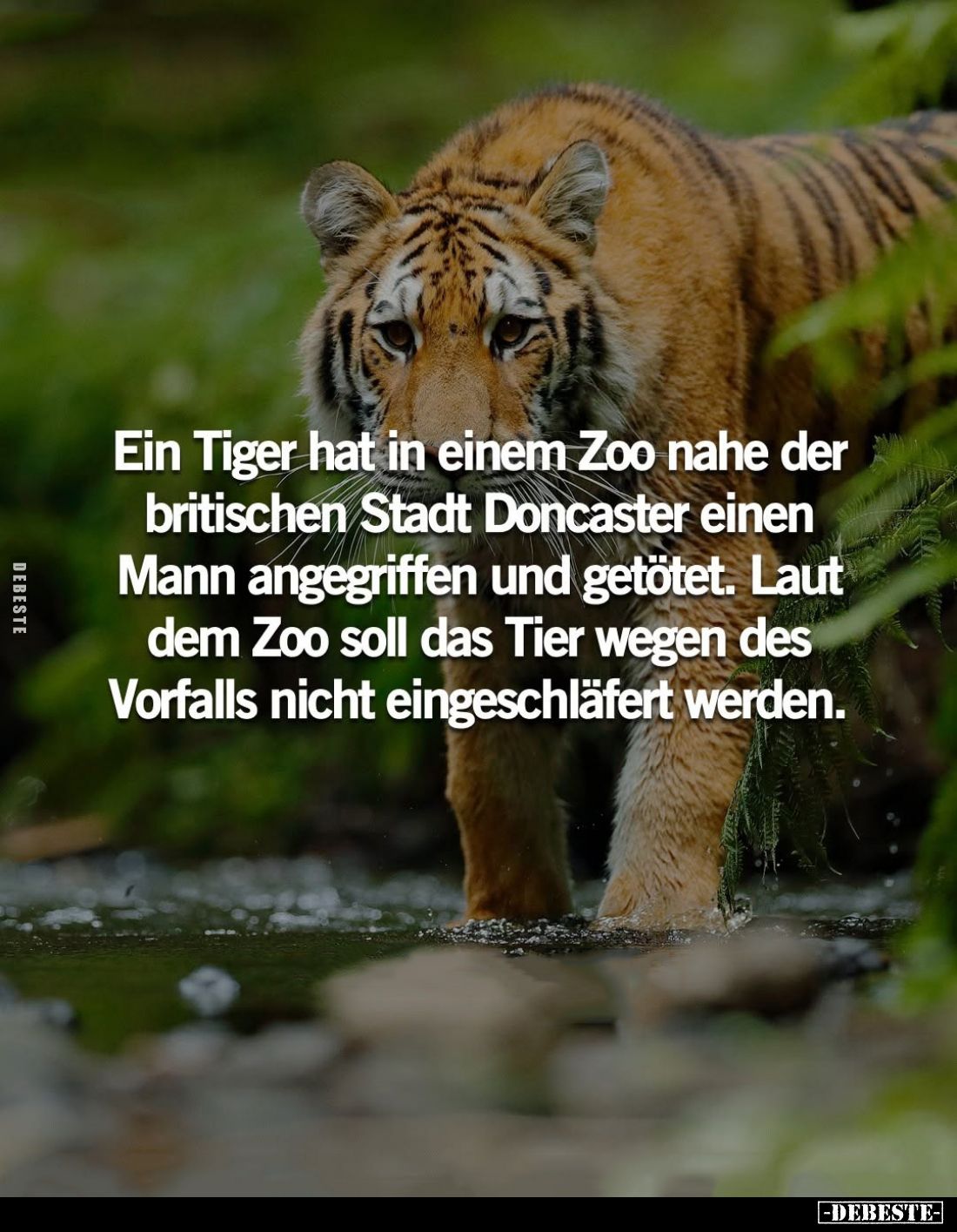 Ein Tiger hat in einem Zoo nahe der britischen Stadt Doncaster einen Mann angegriffen und getötet. Laut dem Zoo soll das Tier...