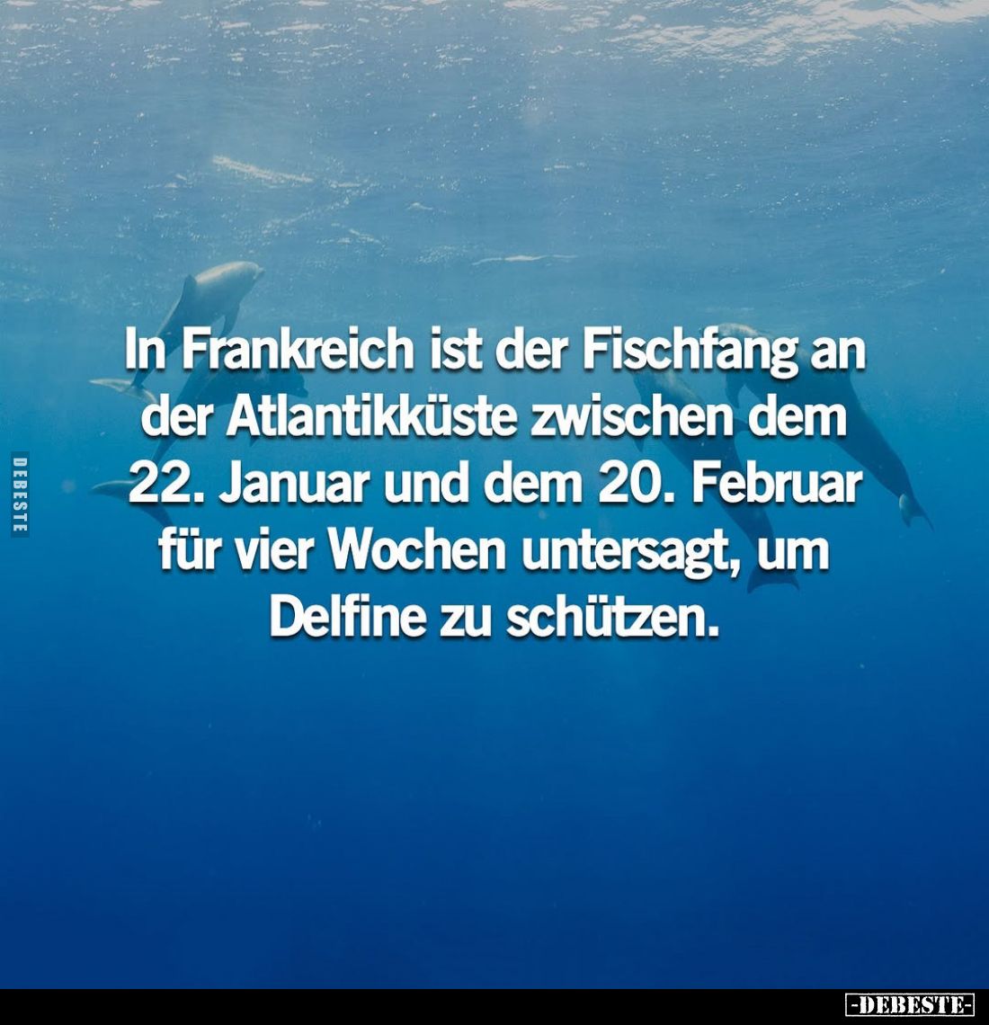 In Frankreich ist der Fischfang an der Atlantikküste zwischen dem 22. Januar und dem 20. Februar für vier Wochen untersagt, u...