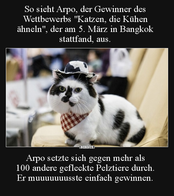 So sieht Arpo, der Gewinner des Wettbewerbs "Katzen, die.." - Lustige Bilder | DEBESTE.de