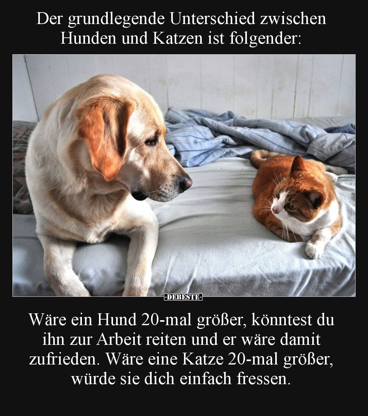 Der grundlegende Unterschied zwischen Hunden und Katzen ist folgender:

Wäre ein Hund 20-mal größer, könntest du ihn zur Ar...