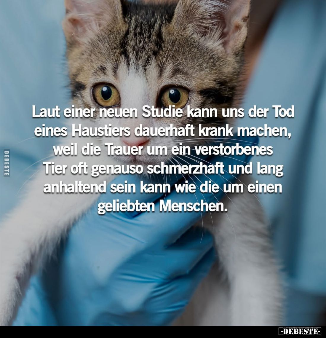 Laut einer neuen Studie kann uns der Tod eines Haustiers dauerhaft krank machen, weil die Trauer um ein verstorbenes Tier oft...