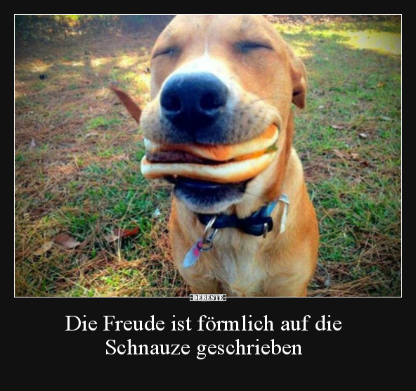 Die Freude ist förmlich auf die Schnauze geschrieben.. - Lustige Bilder | DEBESTE.de