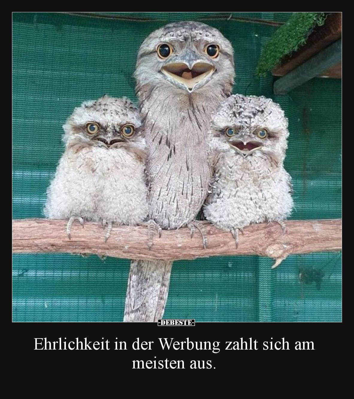 Ehrlichkeit in der Werbung zahlt sich am meisten aus.