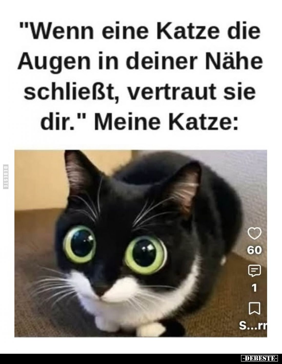 "Wenn eine Katze die Augen in deiner Nähe schließt, vertraut sie dir." Meine Katze: