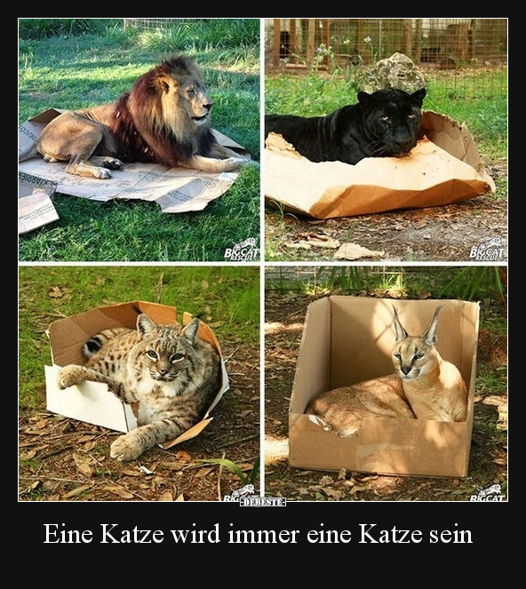 Eine Katze wird immer eine Katze sein