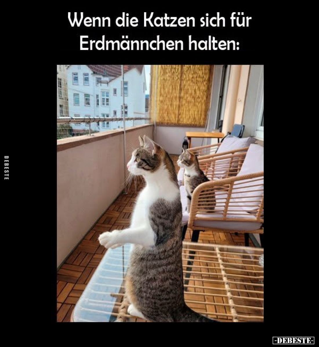 Wenn die Katzen sich für
Erdmännchen halten: