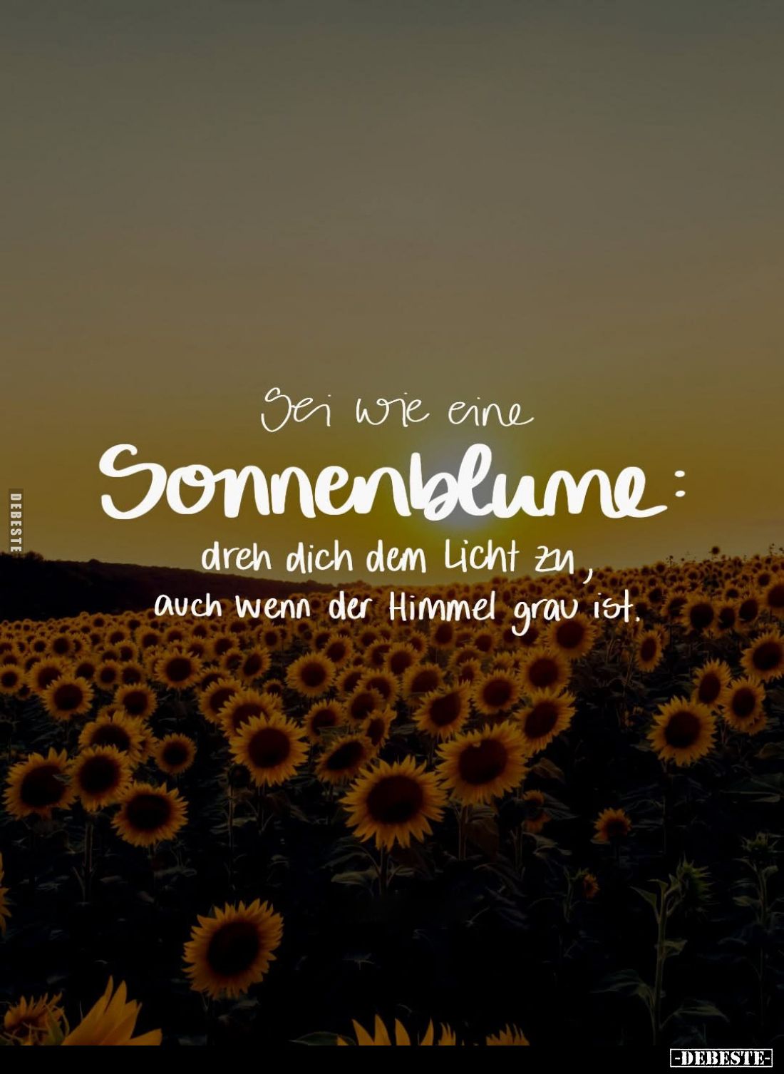 Sei wie eine
Sonnenblume: dreh dich dem Licht zu, auch wenn der Himmel grau ist.
