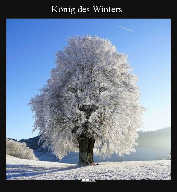 König des Winters.. - Lustige Bilder | DEBESTE.de