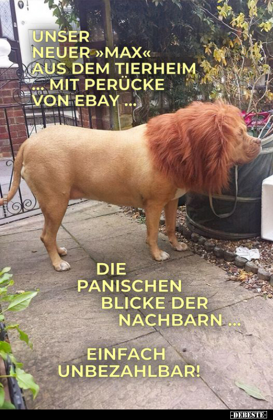 Unser neuer »Max« aus dem Tierheim.. - Lustige Bilder | DEBESTE.de
