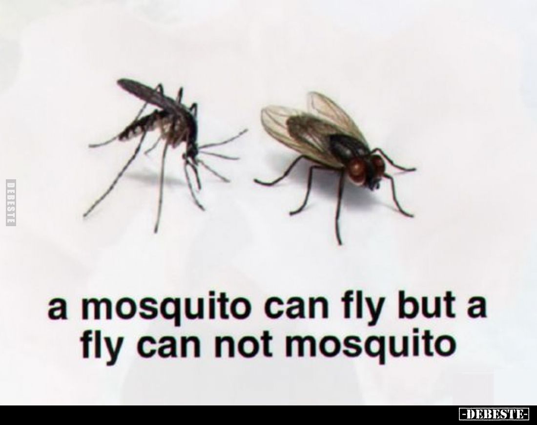 a mosquito can fly but a fly can not mosquito