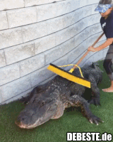 Ein Hund muss regelmäßig gebadet werden..