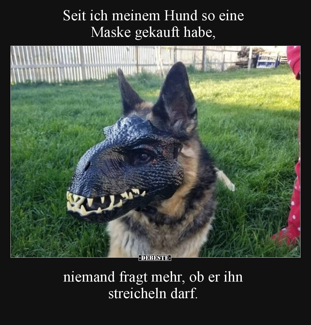 Seit ich meinem Hund so eine Maske gekauft habe,  niemand fragt mehr, ob er ihn streicheln darf.