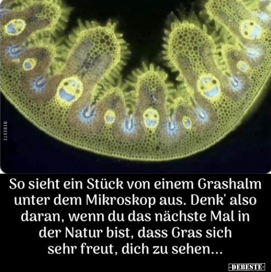 So sieht ein Stück von einem Grashalm unter dem Mikroskop.. - Lustige Bilder | DEBESTE.de