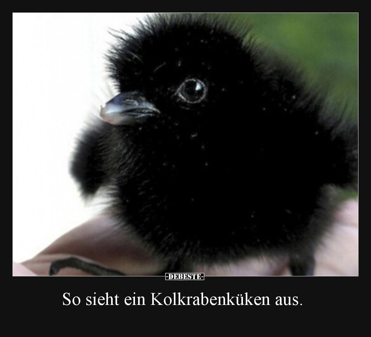 So sieht ein Kolkrabenküken aus.