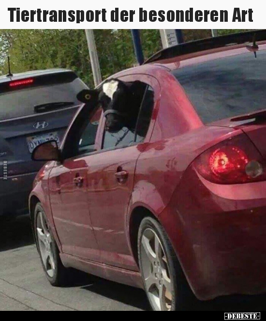 Tiertransport der besonderen Art..