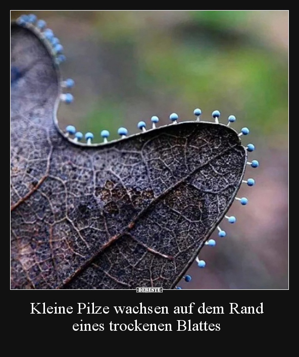 Kleine Pilze wachsen auf dem Rand eines trockenen Blattes.. - Lustige Bilder | DEBESTE.de