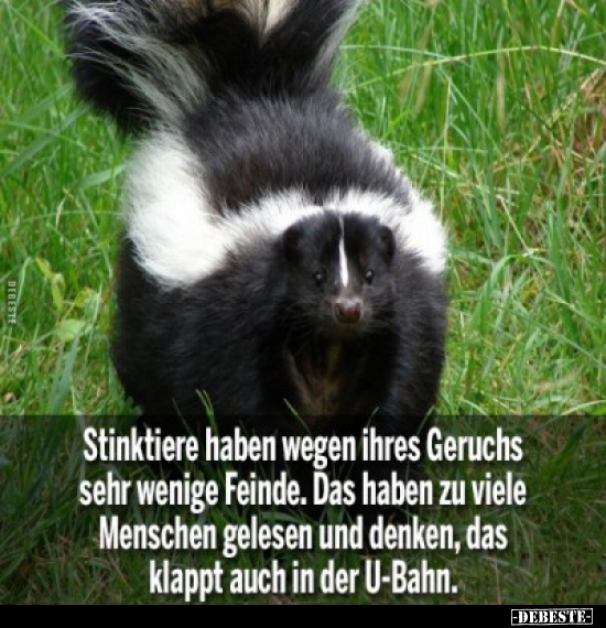 Stinktiere haben wegen ihres Geruchs sehr wenige Feinde.. - Lustige Bilder | DEBESTE.de