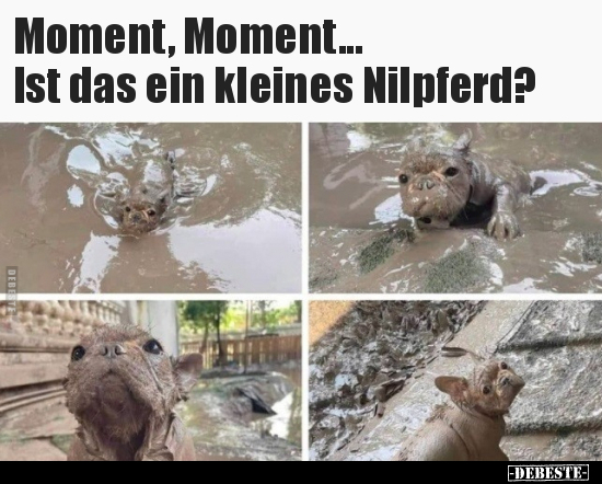 Moment, Moment... Ist das ein kleines Nilpferd?.. - Lustige Bilder | DEBESTE.de