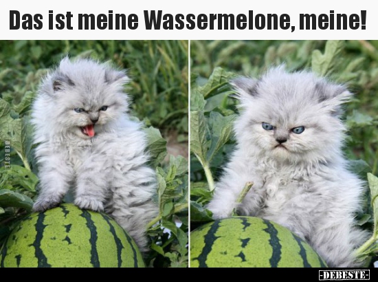 Das ist meine Wassermelone, meine!.. - Lustige Bilder | DEBESTE.de