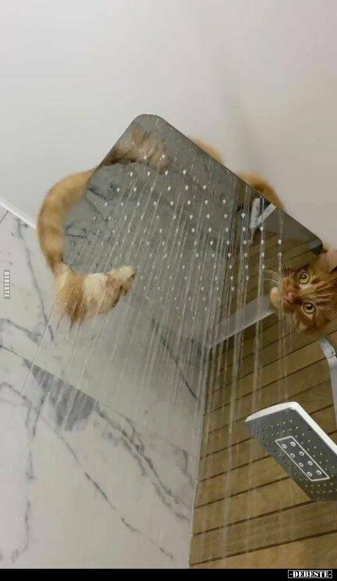 Bonjour... - Lustige Bilder | DEBESTE.de