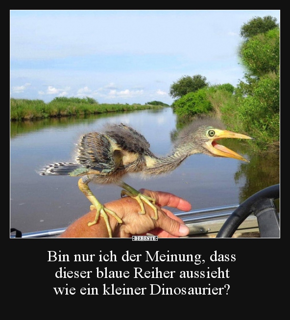 Bin nur ich der Meinung, dass dieser blaue Reiher..