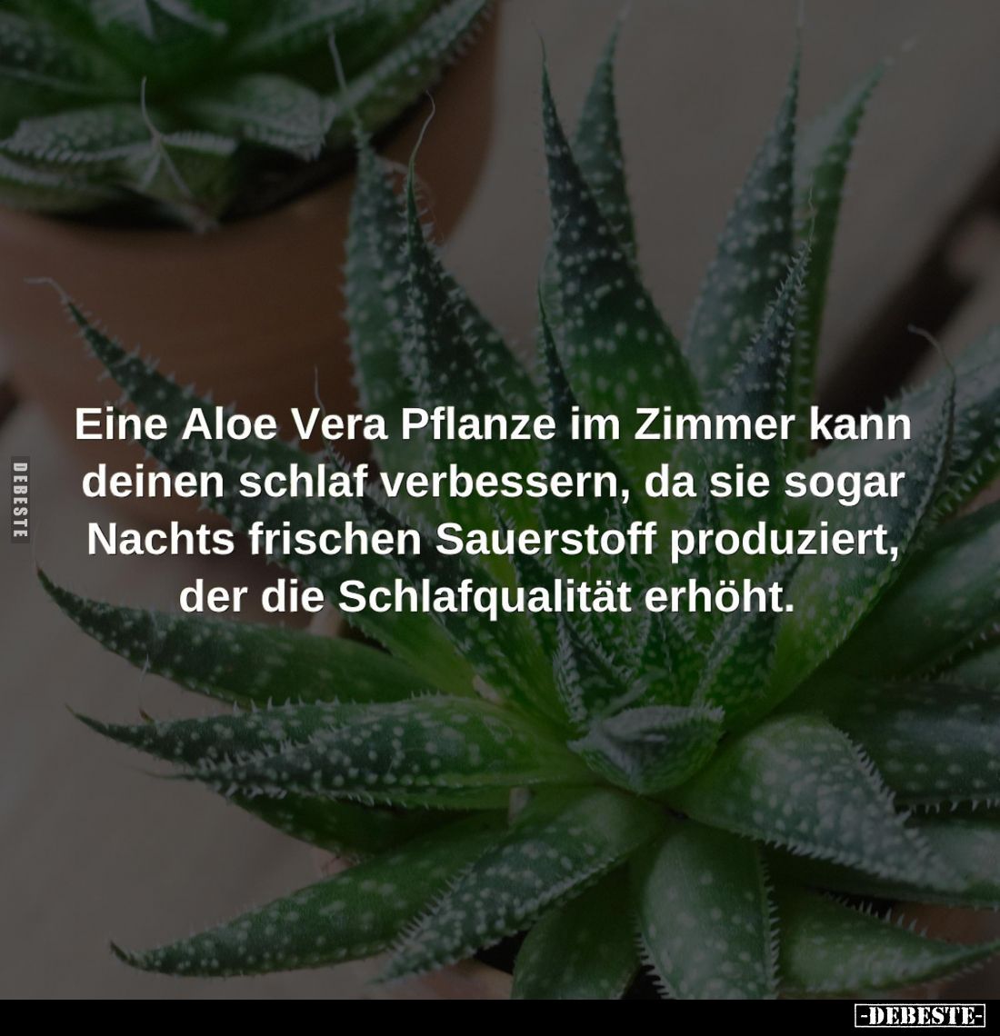 Eine Aloe Vera Pflanze im Zimmer kann deinen schlaf verbessern, da sie sogar Nachts frischen Sauerstoff produziert, der die S...