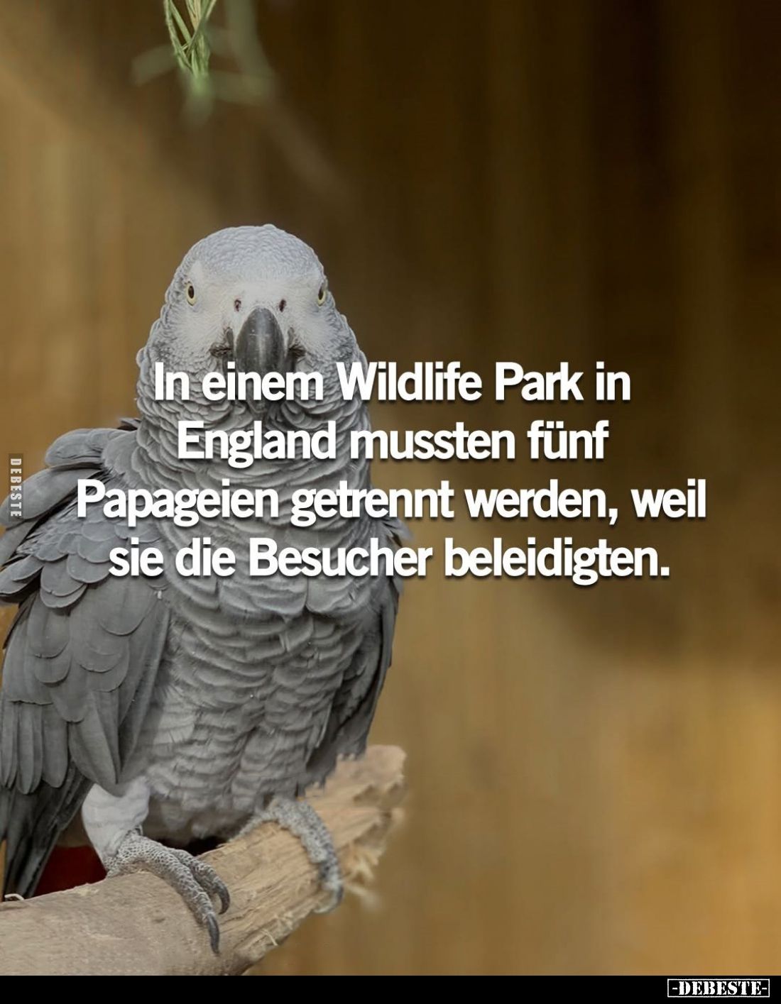In einem Wildlife Park in England mussten... - Lustige Bilder | DEBESTE.de