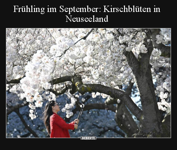 Frühling im September: Kirschblüten in Neuseeland.. - Lustige Bilder | DEBESTE.de