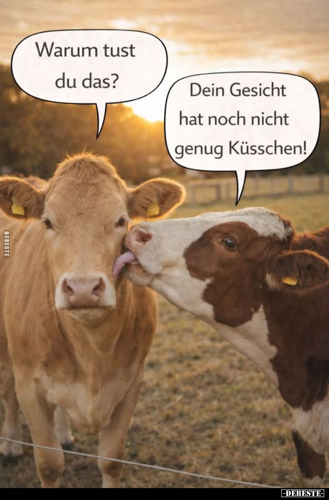 Warum tust du das?
-
Dein Gesicht hat noch nicht genug Küsschen!