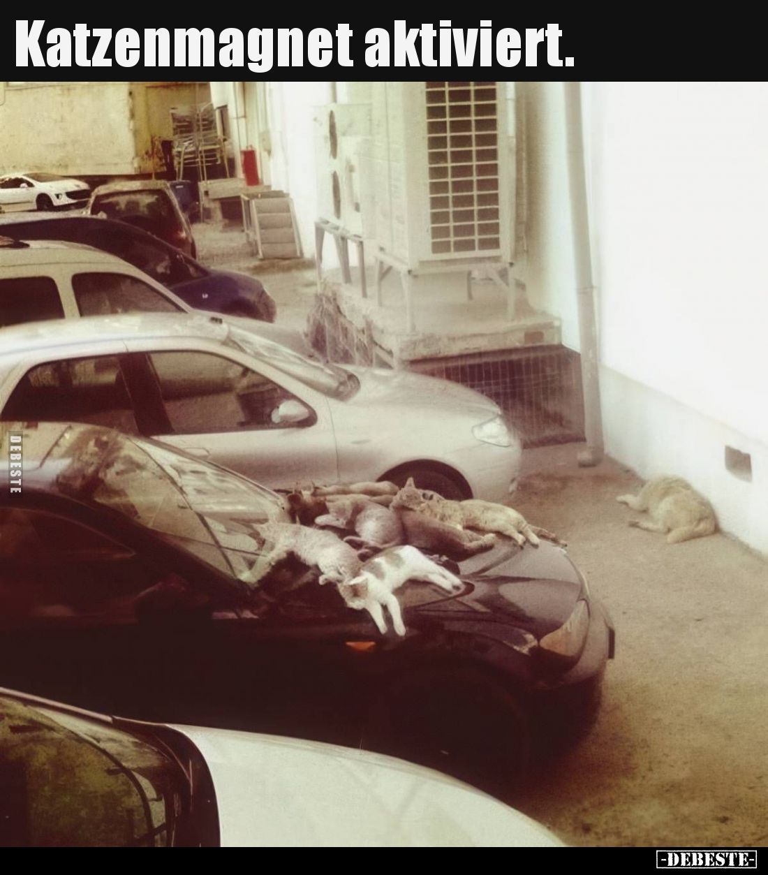Katzenmagnet aktiviert.