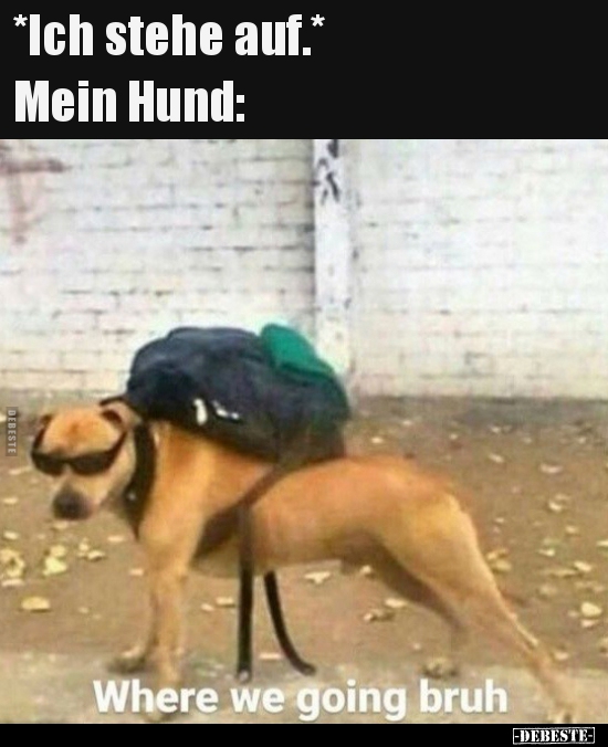 *Ich stehe auf.* Mein Hund..