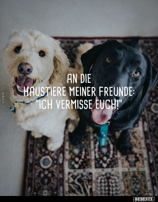 An die Haustiere meiner Freunde: "Ich vermisse euch".. - Lustige Bilder | DEBESTE.de